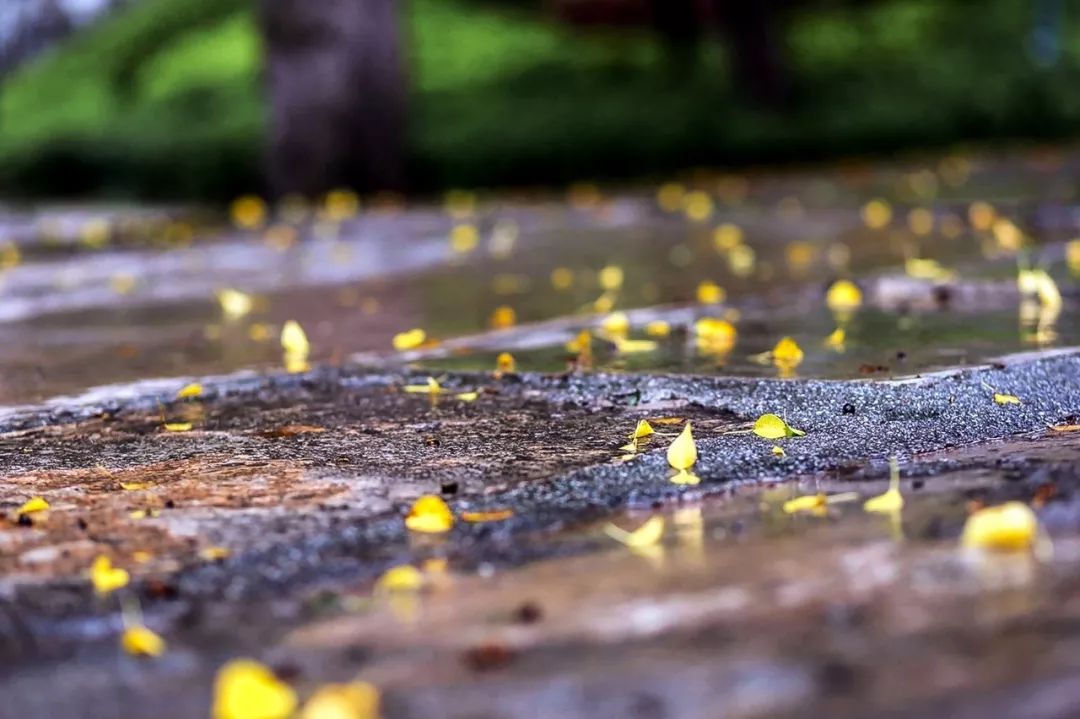 赞美秋雨的句子有哪些，写尽秋雨之美的35首唯美古诗词