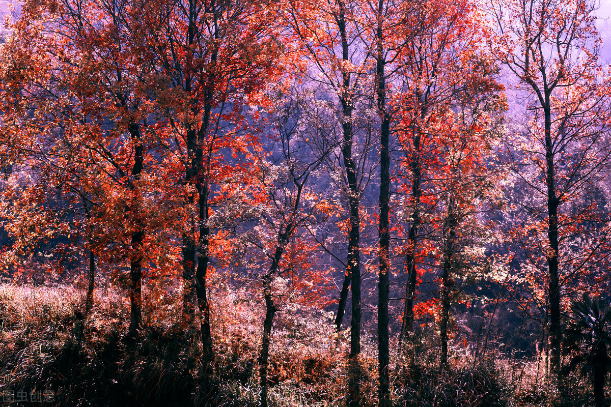 歌颂秋天的诗歌散文，关于描写秋天的诗歌