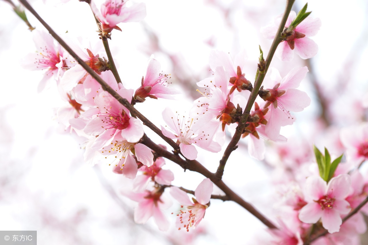 桃花的诗词有哪些，关于桃花最出名的经典诗句
