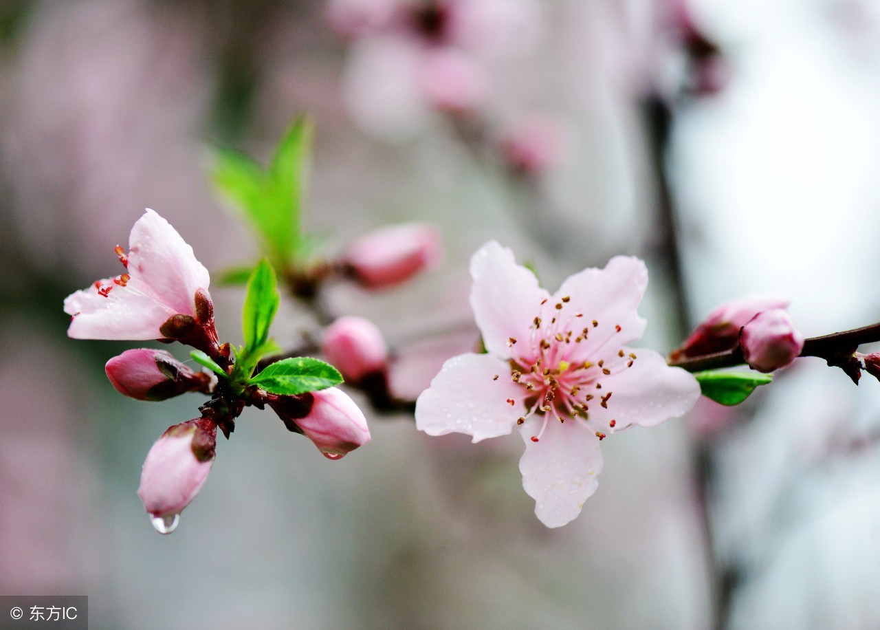 桃花的诗词有哪些，关于桃花最出名的经典诗句