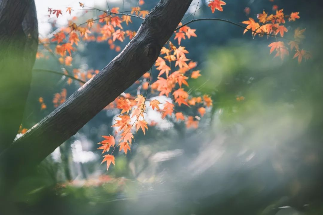 秋的诗词关于秋天的诗，十首关于秋天的诗词