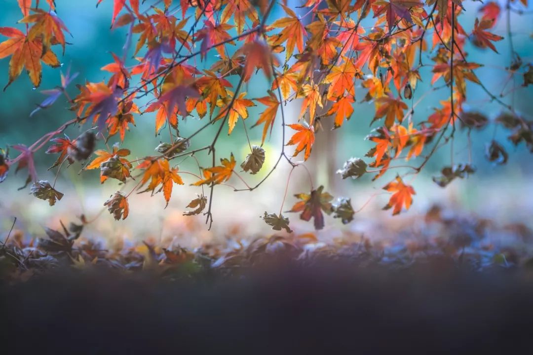 秋的诗词关于秋天的诗，十首关于秋天的诗词