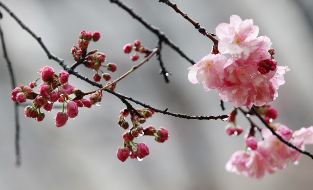 关于春天的诗句有哪些，描写赞美春天的诗句